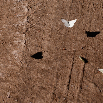 Göran Gnaudschun, Schmetterlinge (detail), 2024. Göran Gnaudschun, mit freundlicher Genehmigung der Galerie Poll