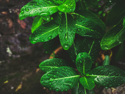 Sur la surface fragile d’une feuille, l’eau glisse et relie : rappel discret de notre interdépendance avec le vivant et de la nécessité d’habiter le monde avec attention