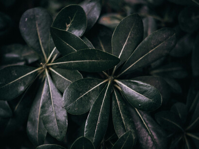 Cuando la vida se reduce al dolor constante, a la pérdida irreversible de la conciencia o a la dependencia absoluta del sufrimiento, el deseo de morir deja de ser una negación de la vida para convertirse en una afirmación de la dignidad