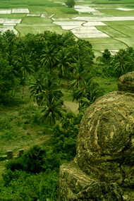 A scenic view of paddy fields from Bojjannakonda, Sankaram