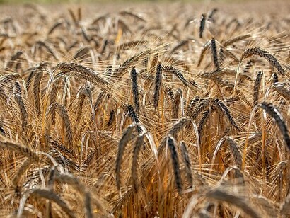 Campo di grano: "... in tutto l’arco alpino si possono trovare e gustare minestre d’orzo che spesso hanno caratteristiche simili tra loro. Gli ingredienti sono stagionali, quelli che si riescono a coltivare in montagna e conservare in inverno: porri, patate, verza, fagioli, carote, cipolle e sedano è difficile che manchino, in tutte le molteplici versioni"