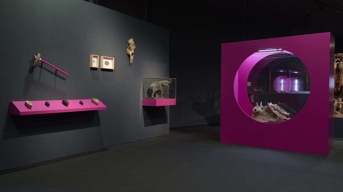 Waldreich. The forest and us! Exhibition view. Courtesy of Schlossmuseum Linz