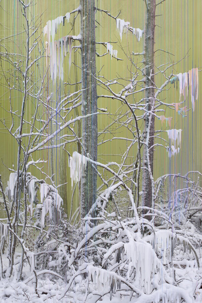 Sandra Kantanen, Untitled (Forest 7) (detail), 2017. Courtesy of Turku Art Museum
