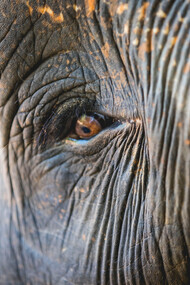 L’enigma della coscienza