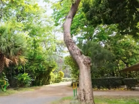 Muchos recuerdos quedaron entre los árboles, y muchos secretos entre las aguas. Los turistas llenos de curiosidad caminan ahora admirando jaguares, pumas, saínos, lapas, monos aulladores y cariblancos saltando entre las ramas. Centro de Rescate y Santuario Las Pumas. Guanacaste, Costa Rica
