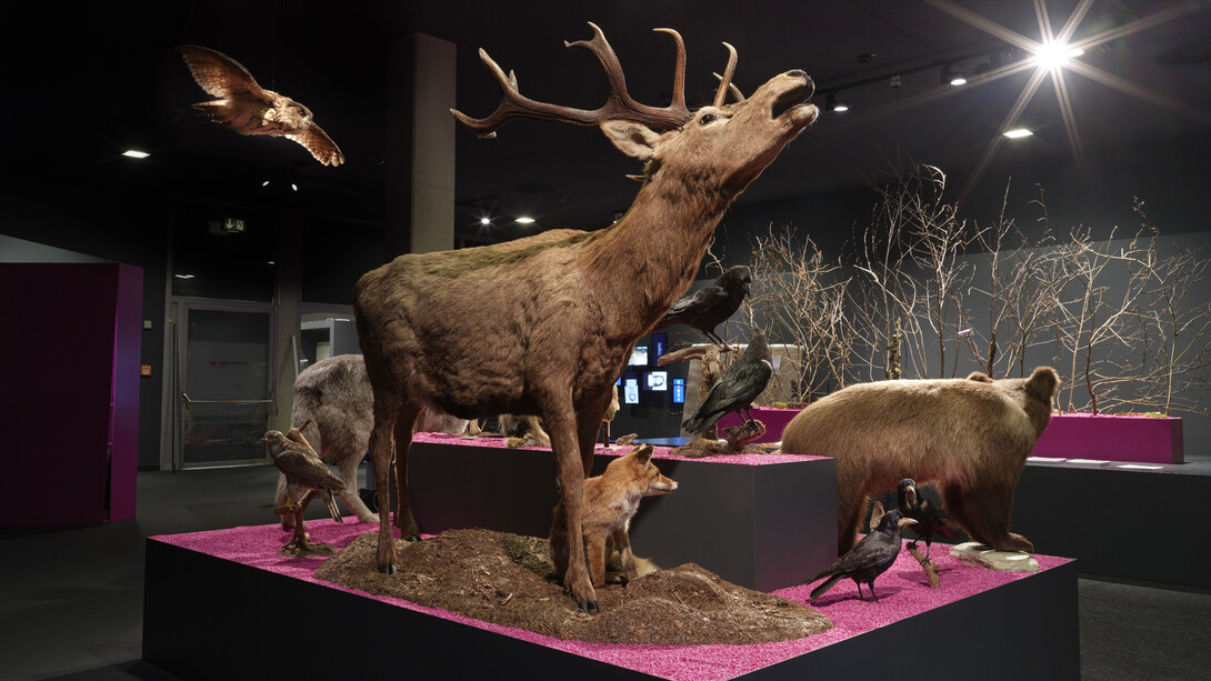 Waldreich. Der wald und wir! Ausstellungsansicht. Mit freundlicher genehmigung des Schlossmuseums Linz