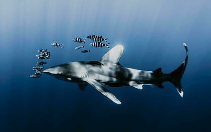 Shark swimming with a school of zebra fish underwater