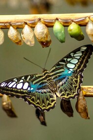 Without change, a caterpillar would never become a butterfly