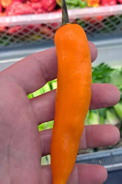 Montemayor sostiene que el verdadero encanto del ají está en su capacidad de intensificar el presente, exigiendo participación activa de quien lo consume