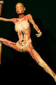 Cuerpo humano expuesto en la muestra Human Bodies