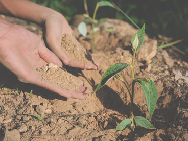 Delle mani spalano terra attorno a una giovane piantina appena piantata: concetto di "colere" (coltivare) da cui deriva "cultura"