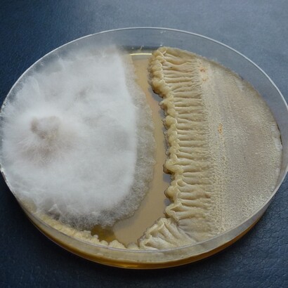 Il suo utilizzo è regolamentato e sottoposto a rigorosi controlli di sicurezza alimentare. Coltura del microfungo Fusarium