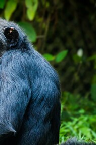 Gli animali sono i nostri salvatori 