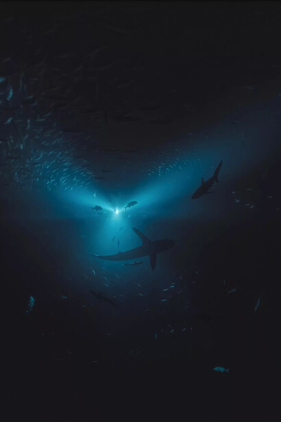 Julian Charrière, Midnight zone – 98 Fathoms, 2025. Courtesy of Dittrich & Schlechtriem