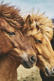 The illusion of freedom