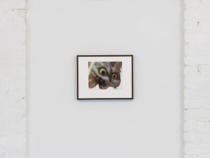 Assaf Evron, If a butterfly ever saw an owl, exhibition view. Courtesy of Osmos Gallery