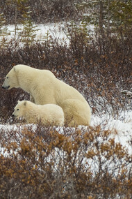 Orsi polari a Churchill, Manitoba