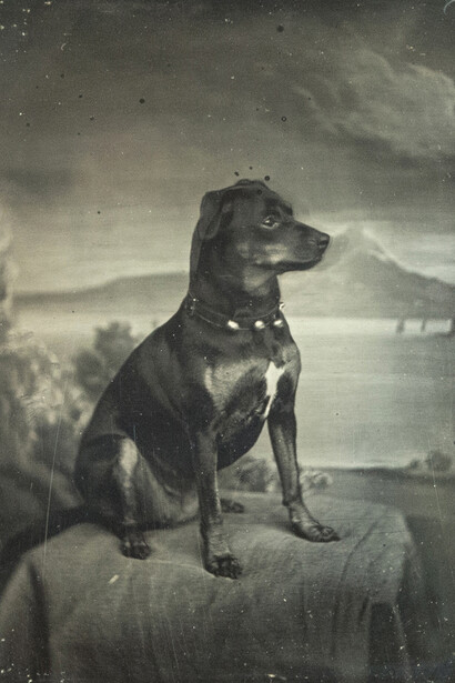 Carl Ferdinand Stelzner, Ulla, der hund im Hause Stelzner (detail), 1850-1865. Courtesy of Hamburger Kunsthalle