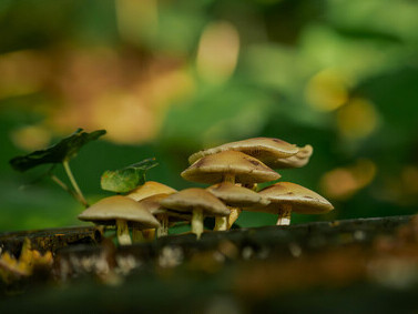 Psilocybe cubensis displayed on a reflective surface, highlighting its psychoactive compounds used in clinical research