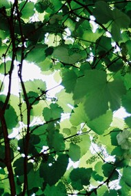 Copa de embondeiro, fotografia de David Rodrigues. Orfeu é órfão. Vive num ninho, sozinho, no topo de um embondeiro ancestral. Da copa da árvore o mundo, como a mãe costumava dizer – daqui, na protecção do embondeiro, estamos a salvo