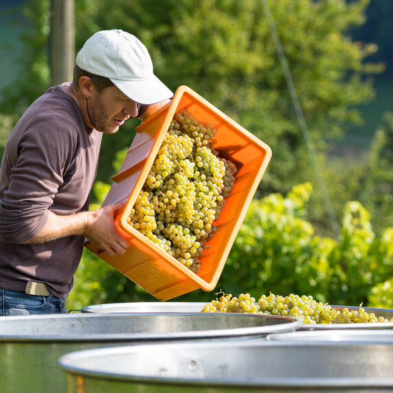 Hoss Hauksson crafting wine with nature's symphony Meer