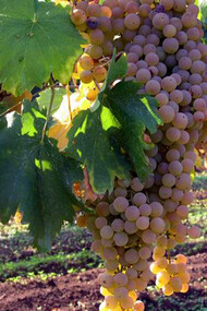 A Malvasia di Candia vineyard