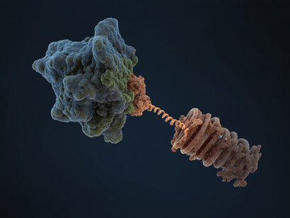 NAC-Ribosom Kryo-EM IV: Hochauflösende NAC-Ribosom-Interaktion
