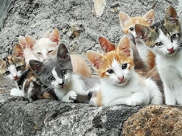 I cuccioli della comunità felina del borgo di Sipicciano (frazione di Graffignano), Viterbo, Italia. Foto di Antonio Arévalo