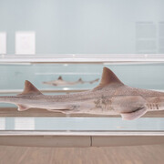 Damien Hirst, Drawings, ausstellungsansicht. Mit freundlicher genehmigung des Albertina Museums