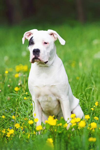 La historia del dogo argentino es también la historia de un país que quiso moldear su destino con manos propias, combinando orgullo, ambición y una dosis de delirio