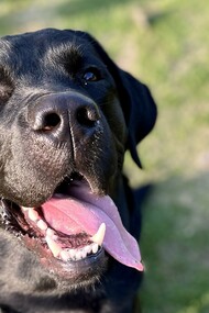 Black Labrador 