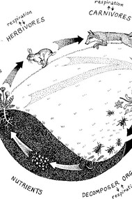 Illustrazione dal volume "Vita e natura: una visione sistemica", Aboca Edizioni