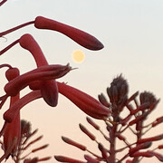 Brigitte Moeckli, Moon bubble III (detail), 2025. Courtesy of Walter Wickiser Gallery