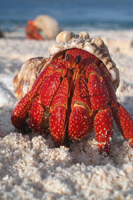 Un emblematico caso di simbiosi