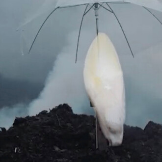 Grégoire Motte, Witloof au pays de gex (détail). Avec l'aimable autorisation de Centrale | Vitrine © G. Motte