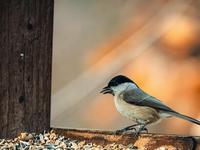 Em momentos anteriores, deve ter se debatido, tentando escapar da gaiola de vidro. Provavelmente olhou a paisagem à sua frente, quis voar, é a sua vocação, precisava voar. Deve ter arremetido em direção ao espaço, mas, incompreensivelmente, foi contida por uma barreira invisível. Errou o céu e acertou o vidro