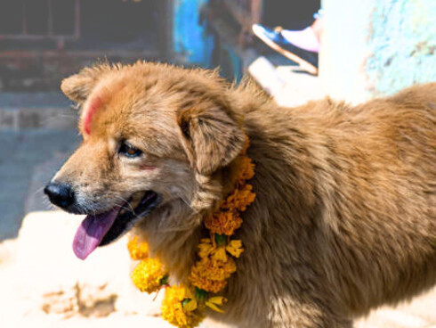 Kukur Tihar: Celebrating Dogs in Nepal. The second day of the Hindu festival Tihar is dedicated to dogs, recognizing their loyalty and honoring them as beloved companions and protectors