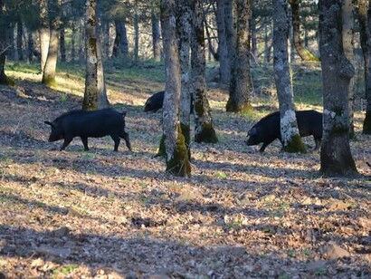 Allevamento di suini Nero dei Nebrodi allo stato brado, Sicilia, Italia