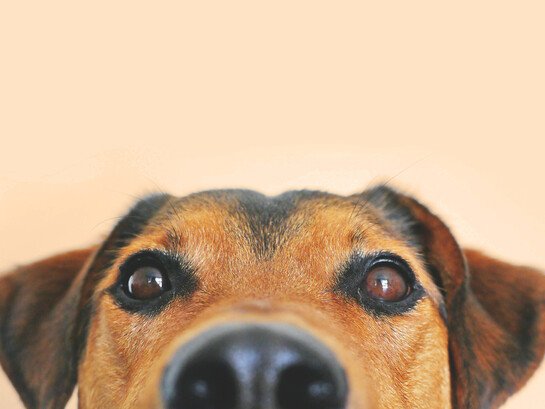 É estranho, mas o amor pelos cães ou por outros animais de estimação instala-se com a leveza de um mimo e a força de uma raiz. Começa num passeio e acaba numa vida inteira. Cresce devagar e, de repente, quando a pessoa dá por si, já está a planear os horários para estar mais tempo com eles, levar biscoitos escondidos nos bolsos. Ficamos com o coração apertado quando estão doentes. E começamos a ter medo…. sim, medo. Porque o amor pelos cães e outros animais de estimação, esse amor tão puro, vem sempre acompanhado de uma pequena tragédia anunciada… sabemos desde o início que um dia vão partir. Sabemos que os seus anos correm mais depressa do que os nossos e, mesmo assim, deixamo-nos amar por eles… ou será o contrário? Talvez sejamos nós os privilegiados por sermos escolhidos por eles