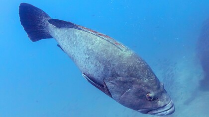 Cernia in profondità: "Per oltre dieci anni ho vissuto nelle profondità del mare... mantenendo inflessibilmente la mia routine quotidiana"