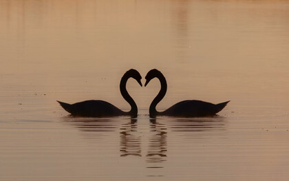 Two swans gliding on the water during the day, symbolizing love and serenity at sunrise