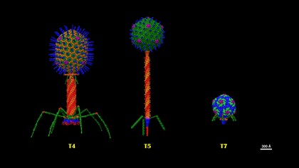 Ordine Caudovirales. Strutture dei batteriofagi T che rappresentano i sette tipi T dei fagi Escherichia coli descritti da Max Delbruck negli anni '40. T4 della famiglia Myoviridae, T5 della famiglia Siphoviridae e T7 della famiglia Podoviridae. Le strutture sono state costruite a partire dai singoli file della banca dati delle proteine (pdb) nel software UCSF Chimera, aggiornati al 2024 e in scala reale. Di Dr. Victor Padilla-Sanchez, PhD