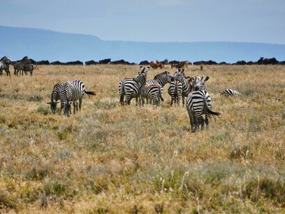 Traditional grazing lands on the African savannah face growing pressure as conservation zones and carbon offset projects expand