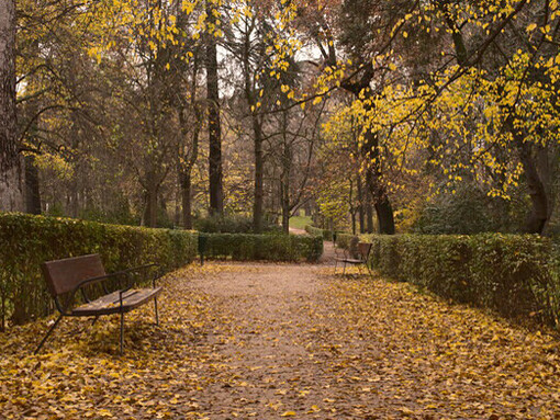 Jardín creado en el siglo XVII.  En el año 1935 fue declarado de Valor Histórico Artístico. Actualmente ocupa 125 hectáreas y cuenta con más de 15.000 árboles de las más variadas especies. Otoño en Parque del Retiro, Madrid, España