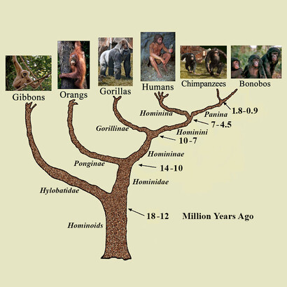 Branching and evolution of apes (from Biondi and Rickards, 2009, with modifications). In the past, anthropologists used the term “hominids” to distinguish both the species from the other apes. According with recent DNA evidences, chimpanzees, bonobos and humans ('Australopithecus' and 'Homo') are recognized to share a common ancestor which gorillas do not share. So, all the members of the great ape family were moved into the family of hominids (Wilson and Reeder, 1993). Here, the updated terminology and estimated time lapses are reported.