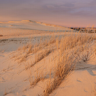 Jane Paradise, Winter sun on the dunes (Grasses) (detail), 2025. Courtesy of the Schoolhouse Gallery