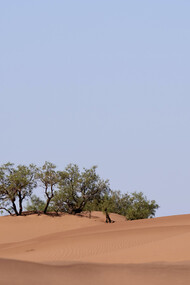 We never did convince the desert to go green