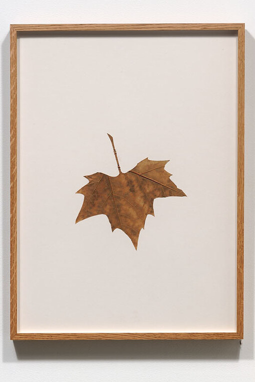 Amikam Toren, Hybrids (VII), 1978- 1979, Organic material on card, 20 x 14 3/4 inches. Courtesy of the artist and Jessica Silverman Gallery