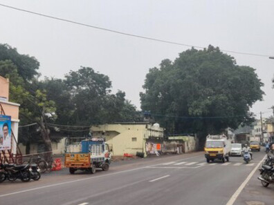 Desde hacía muchos años que intentaba obtener un esqueje de ficus religiosa para trabajarlo como bonsái. Higo sagrado (Ficus religiosa), 2024, en la India