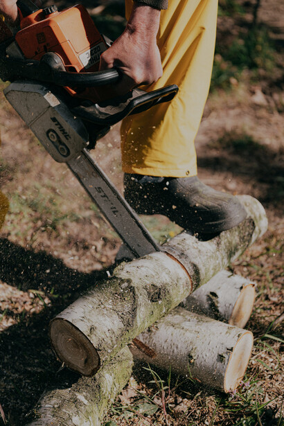 A worker cutting trees with a chainsaw, representing industrial logging practices